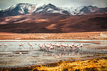 flamingos on body of water thumbnail