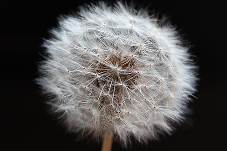 white dandelion seed head in close-up photography thumbnail