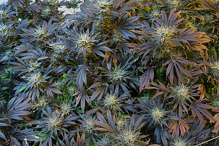 maroon and green plants outdoor thumbnail
