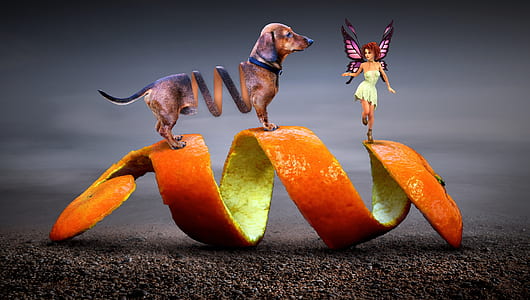 tan dachshund on orange peel with fairy thumbnail