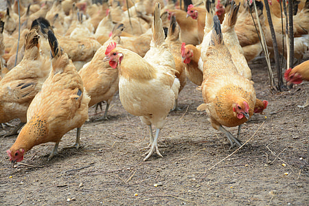 Chicken, Forest Stocking thumbnail