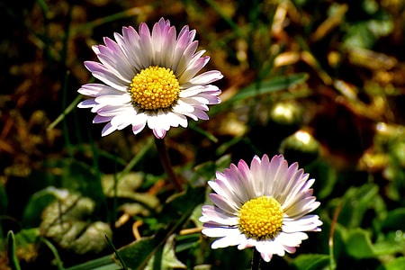 white-and-purple daisy flowers thumbnail