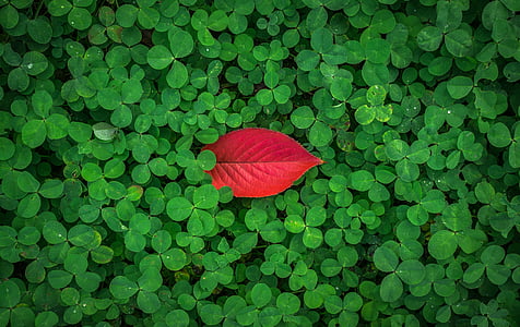 red leaf atop green leaf plants thumbnail