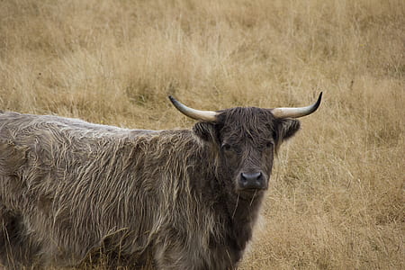 close-up of buffalo thumbnail