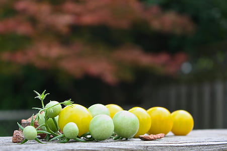 selective focus photography of tomatoes thumbnail
