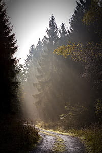green leaf trees thumbnail