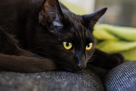 close up photo of black cat lying on gray sofa thumbnail