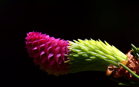 pink and green leafed plant thumbnail