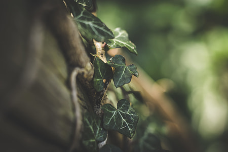 macro shot photography of green leaf vine thumbnail