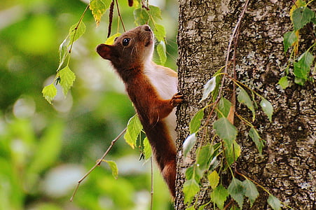 selective focus photo of brown squirrel thumbnail