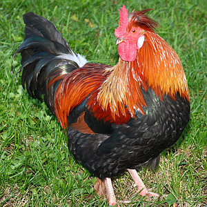 back and red chicken thumbnail