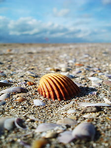 brown conch shell on seashore thumbnail