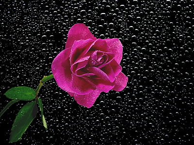 pink rose against black background thumbnail