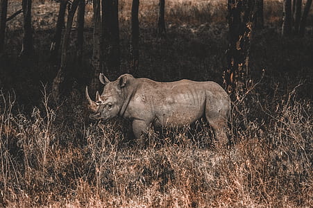 black rhinoceros on grass thumbnail