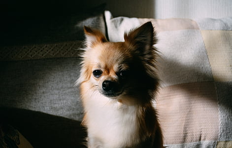 adult long-haired tan and white Chihuahua thumbnail