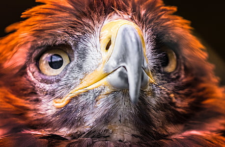 selective focus photography of golden eagle head thumbnail