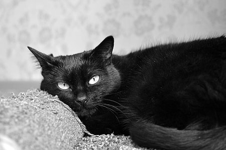 black cat thumbnail