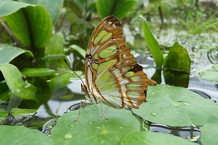 closeup photography malachite butterfly perched on green leaf pant thumbnail