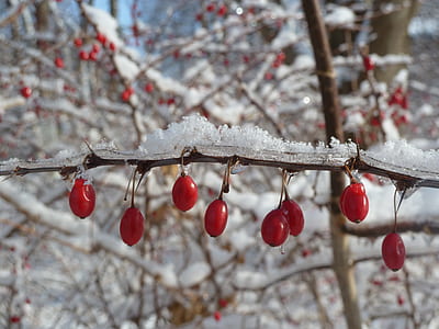 close-up photo of red berries thumbnail