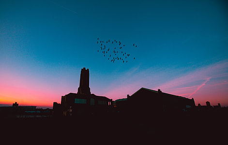 gray building under birds flying during sunrise thumbnail