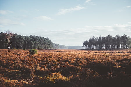 person taking photo of trees under cloudy sky thumbnail