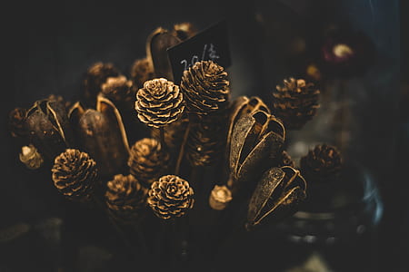brown leafed plant photo thumbnail