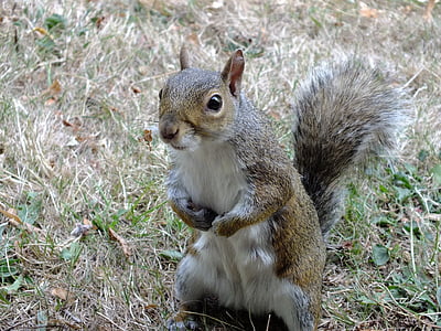 brown and white squirrel thumbnail