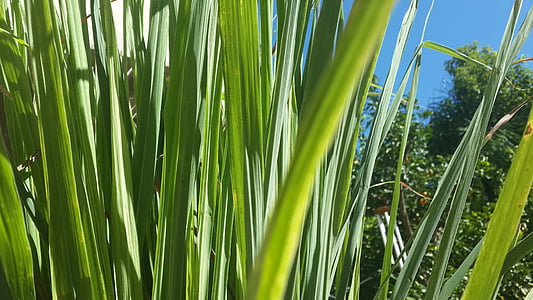 closeup photography of green grass thumbnail