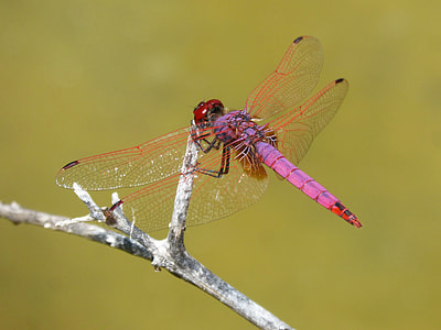 Red Dragonfly, Pipe Vinous thumbnail