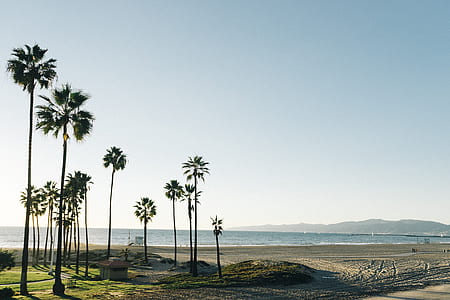 coconut trees near beach thumbnail