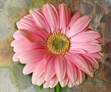 pink artificial daisy decor thumbnail