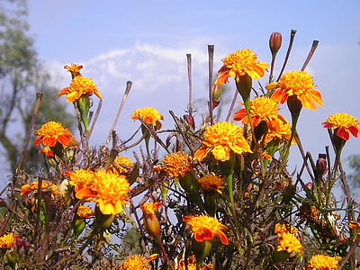 close-up photo of yellow marigold flowers thumbnail