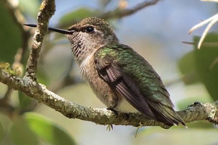 selective focus photography of brown and green hummingbird thumbnail
