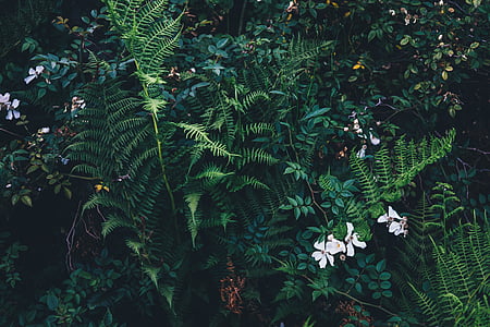 green fern plant with white flowers thumbnail