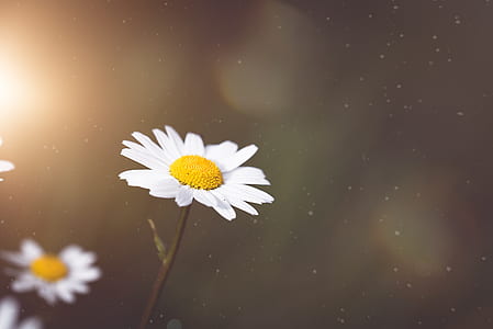 close-up photography of white daisy flower thumbnail