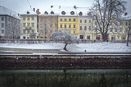 snow covered tree thumbnail