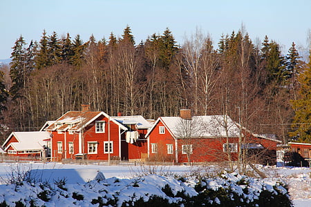 red houses surrounded with trees thumbnail
