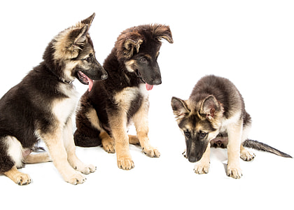 three brown-and-black German Shepherd puppies with white background thumbnail