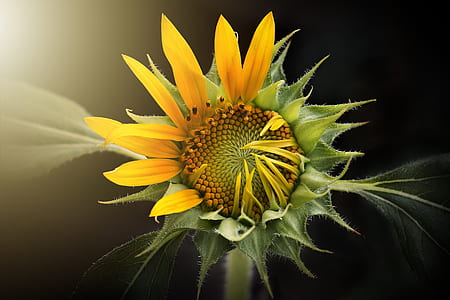 yellow and green sunflower digital wallpaper thumbnail