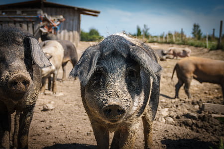 shallow focus boar thumbnail