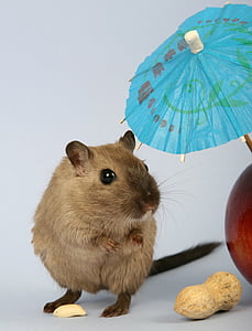 brown rodent besides fruit thumbnail