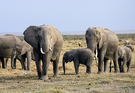 herd of elephants walking on grass field thumbnail