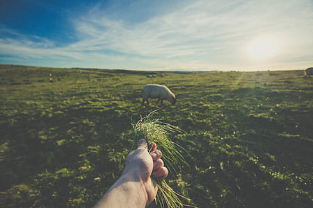 person holding green grass near animal under cloudy sky at daytime thumbnail