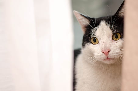 black and white cat thumbnail