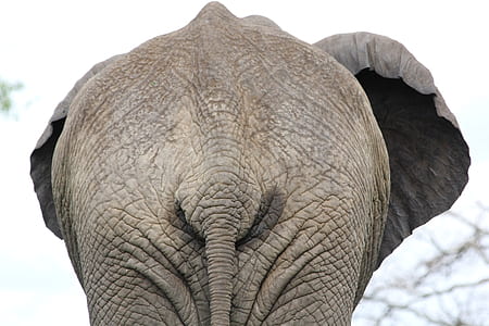 gray elephant thumbnail