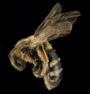 brown and beige bee thumbnail