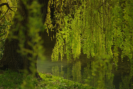 green leafed plants thumbnail