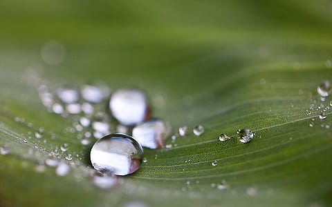 water dews on green leaf thumbnail