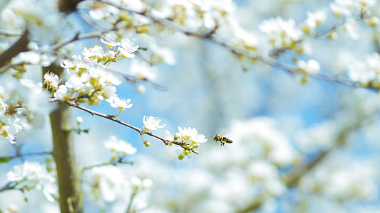 white flowers thumbnail