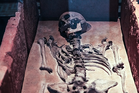 human skeleton in brown surface thumbnail
